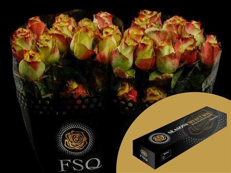 <h4>R Gr Zazu Box</h4>