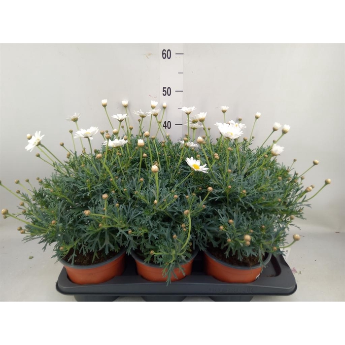<h4>Argyranthemum frut. 'Simba White'</h4>
