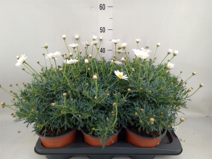 Argyranthemum frut. 'Simba White'