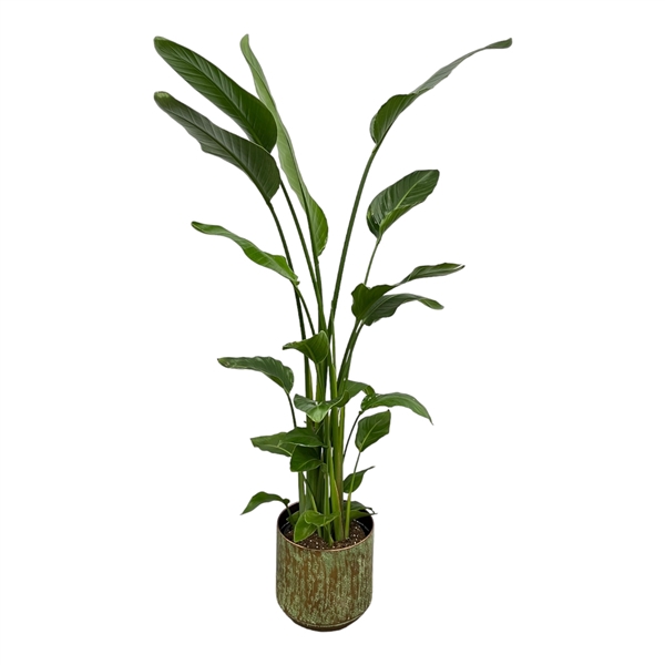 <h4>Strelitzia Nicolai inclusief pot Lian koper groen</h4>