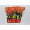 Nutans Ayoba Mandarin Zest