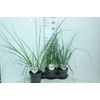 Cortaderia Selloana Junior
