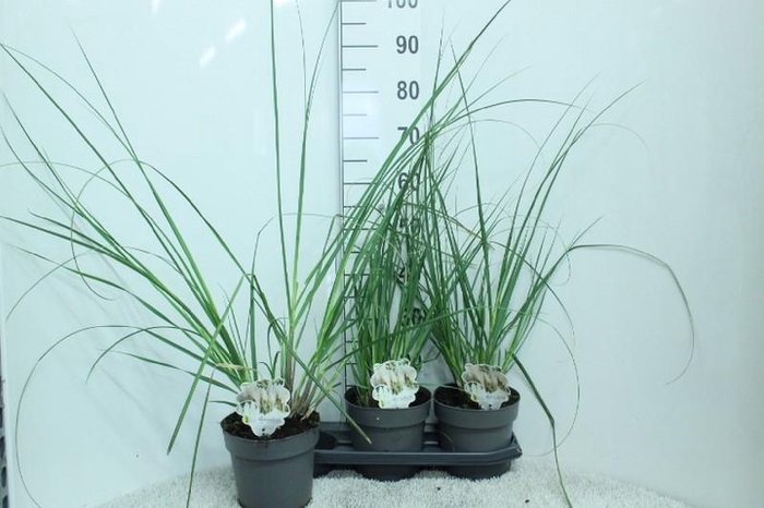 <h4>Cortaderia Selloana Junior</h4>