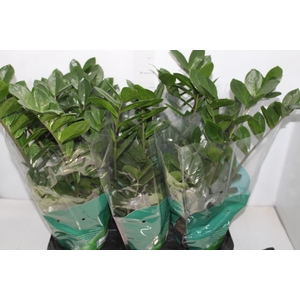 ZAMIOCULCAS P17
