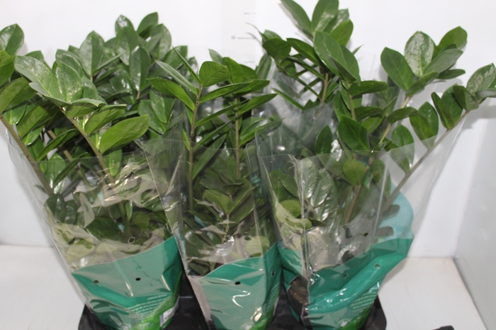 <h4>ZAMIOCULCAS P17</h4>