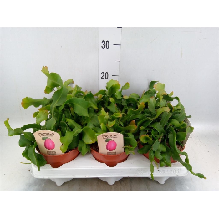 <h4>Epiphyllum guatem. var. monstrosa</h4>