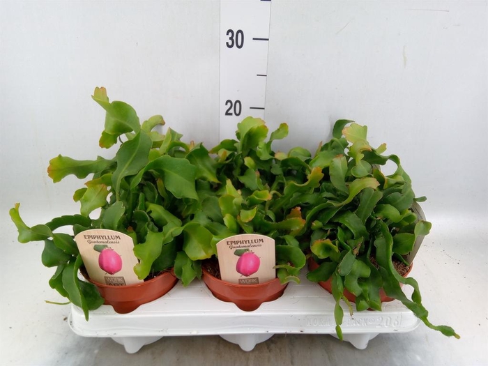Epiphyllum guatem. var. monstrosa