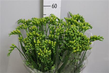 <h4>Fr Du Soleil</h4>