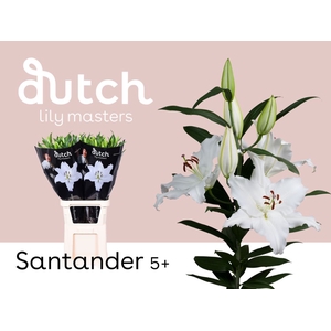 Li Or Santander 5+ Lily Master