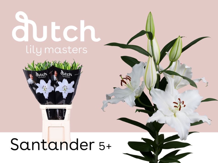 <h4>Li Or Santander 5+ Lily Master</h4>