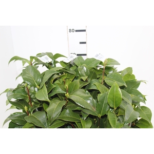 FOLHAGEM CAMELIA