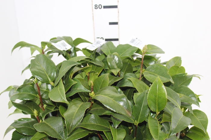 <h4>FOLHAGEM CAMELIA</h4>