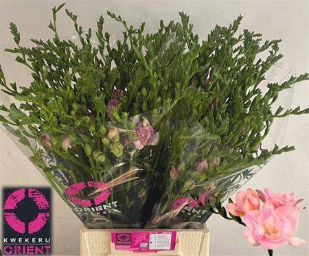 <h4>Fr Du Honeymoon Pink</h4>