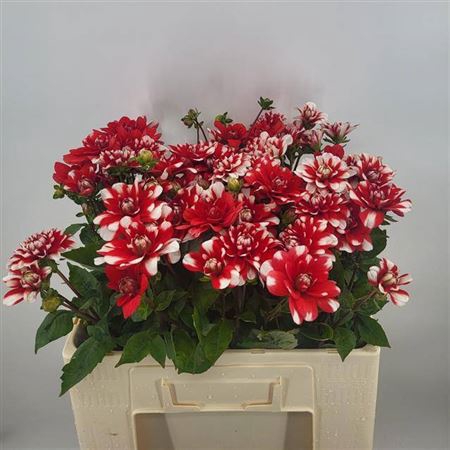 <h4>Dahlia Nagano</h4>