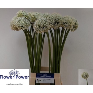ALLIUM WHITE GIANT