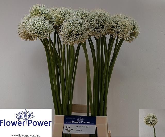 <h4>ALLIUM WHITE GIANT</h4>