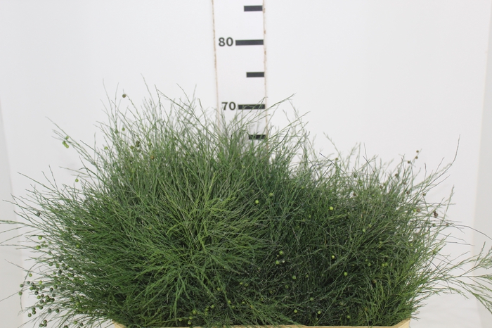<h4>FOLHAGEM ASPARGO VASSOURINHA</h4>