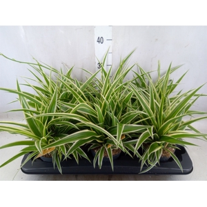 Chlorophytum com. 'Ocean'