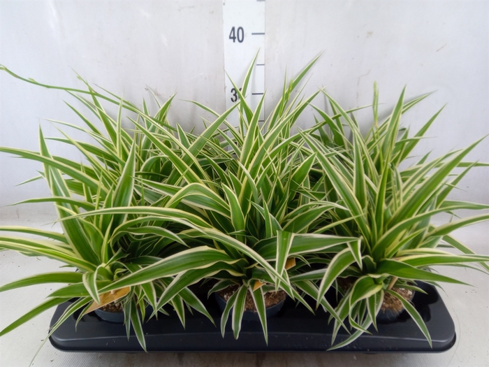 <h4>Chlorophytum com. 'Ocean'</h4>
