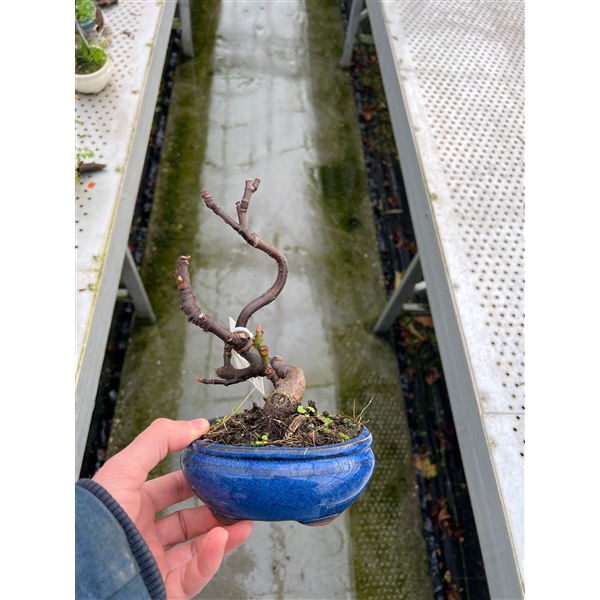 <h4>Ficus carica, 13cm.</h4>