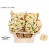 Rosa Spray Garden Pavlova