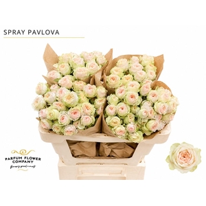 Rosa Spray Garden Pavlova