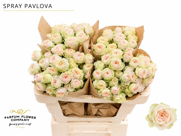 <h4>Rosa Spray Garden Pavlova</h4>
