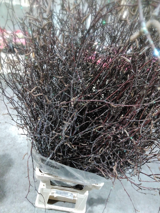 <h4>Betula L120 Naturel + Glitter</h4>