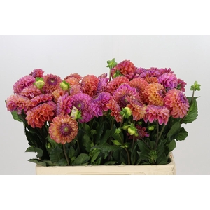 Dahlia Caitlin's Joy