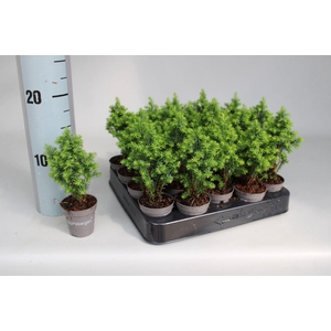 Chamaecyparis thyoides Spitsbergen