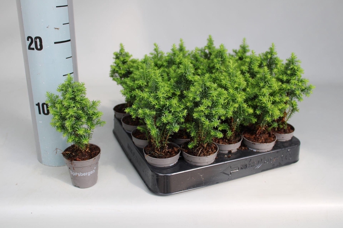 <h4>Chamaecyparis thyoides Spitsbergen</h4>