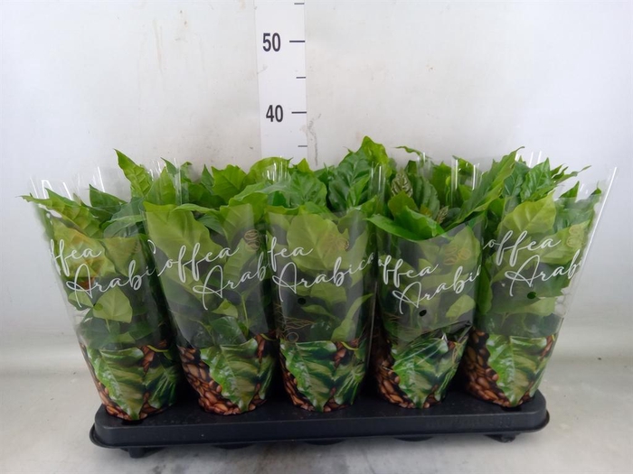 <h4>Coffea arabica</h4>