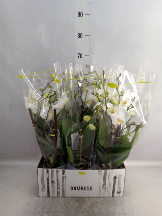 <h4>Phalaenopsis   ...white</h4>