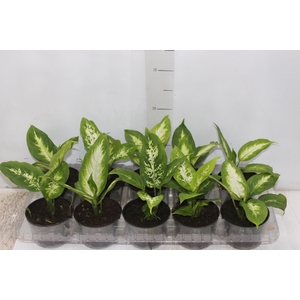 DIEFFENBACHIA TROPIC MARIANA P11