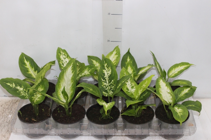 <h4>DIEFFENBACHIA TROPIC MARIANA P11</h4>