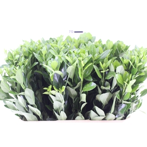 FOLHAGEM IVONE VERDE