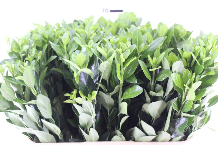 <h4>FOLHAGEM IVONE VERDE</h4>