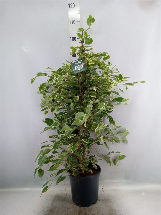 <h4>Ficus benja. 'Twilight'</h4>