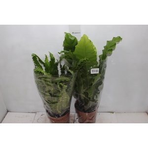 ASPLENIUM VARIADO P17