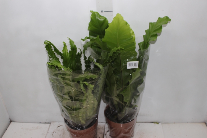 <h4>ASPLENIUM VARIADO P17</h4>
