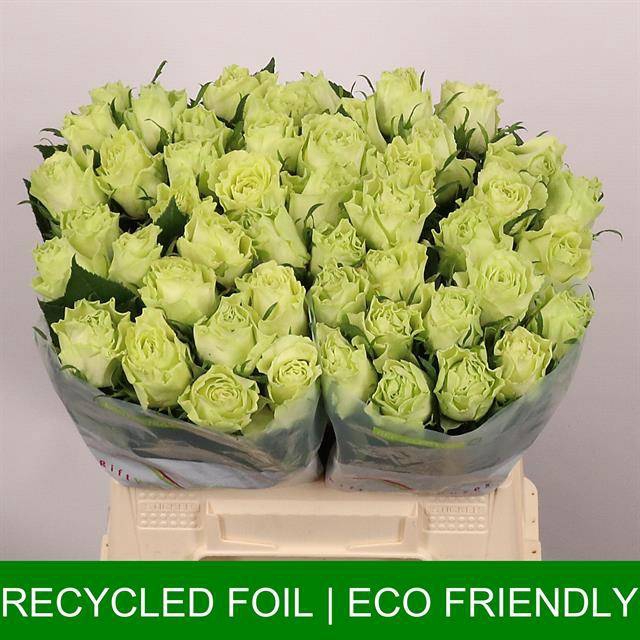<h4>Rosa large camouflage!</h4>