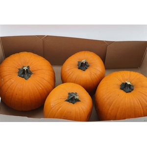 Sier Cuc P Maxima Halloween X4