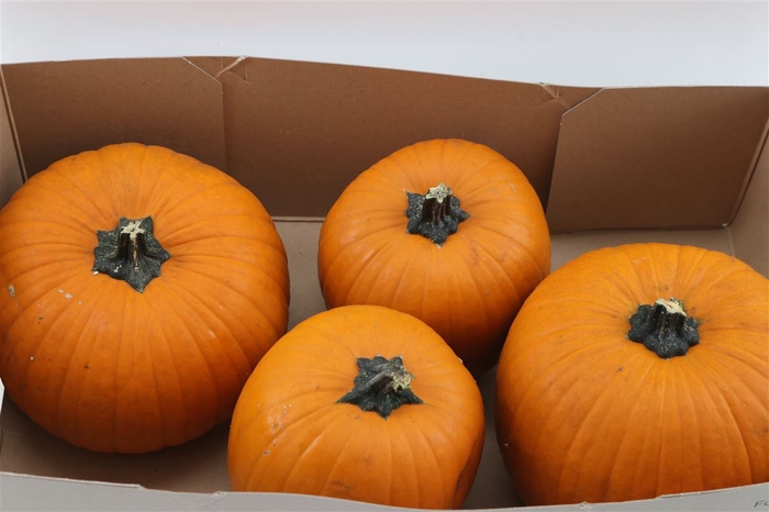 <h4>Sier Cuc P Maxima Halloween X4</h4>