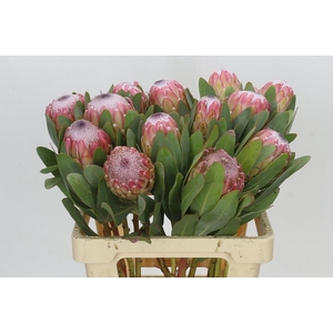 Protea Susara