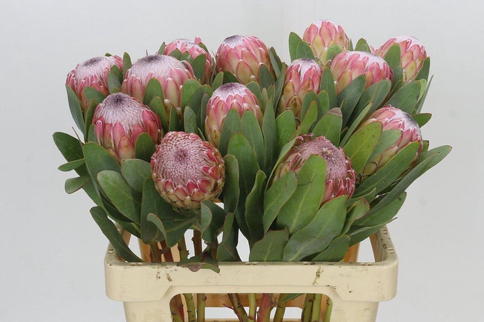<h4>Protea Susara</h4>
