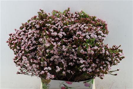 <h4>ERICA 4 SISTERS P BUNCH</h4>