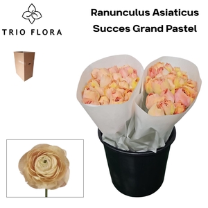 RAN SU GRAND PASTEL Aqua Box 60