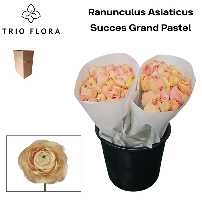 <h4>RAN SU GRAND PASTEL Aqua Box 60</h4>