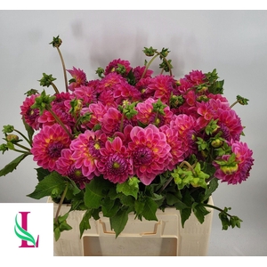 DAHL (DECORATIVE GRP) PINK SUFFUSIO