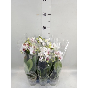 Phalaenopsis multi.   ...white